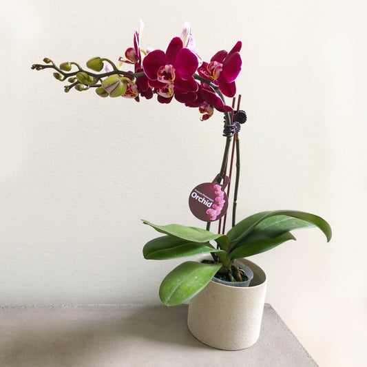 Orchid Classic