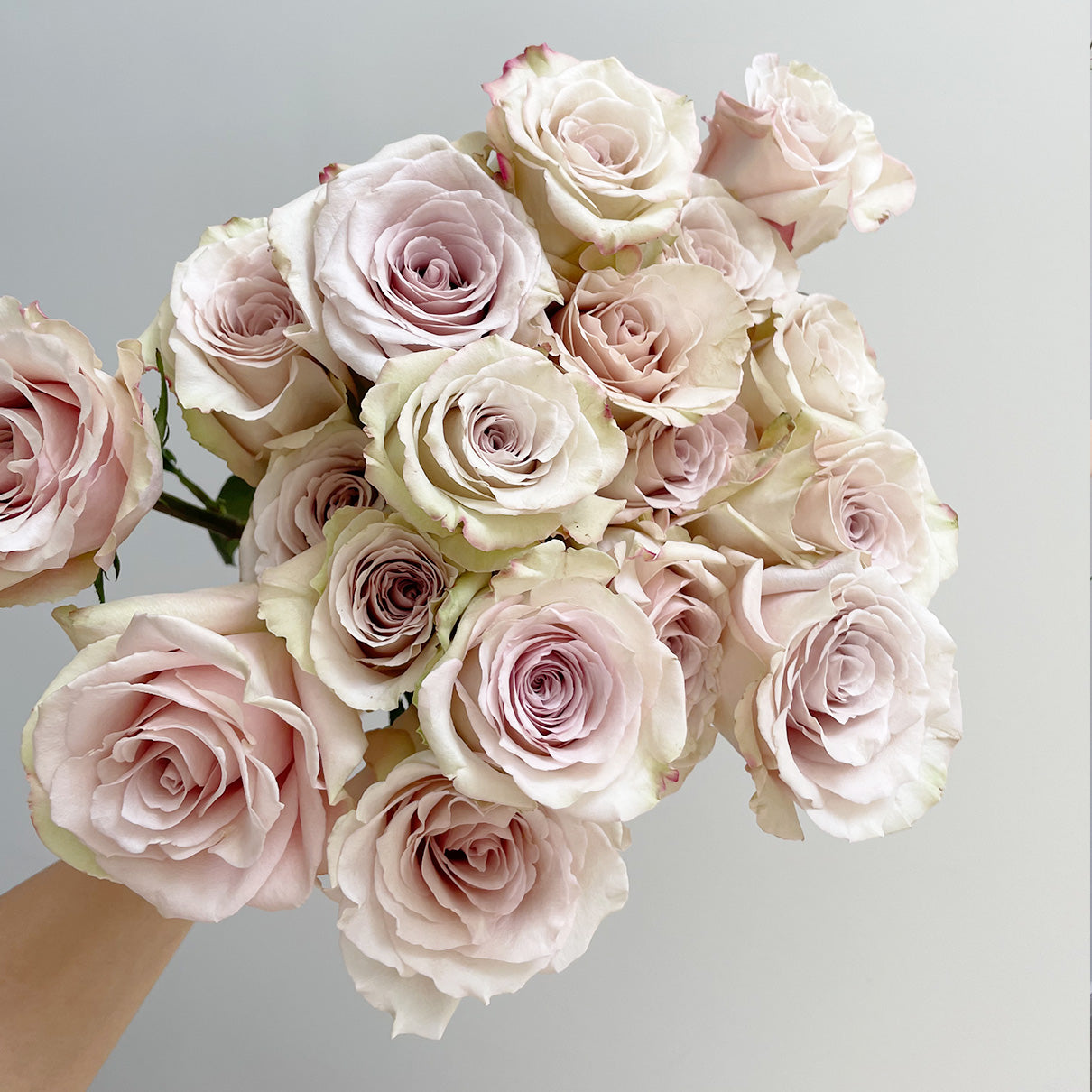 Quicksand Roses Color Premium Rose - Quicksand – ASFLEUR & CO