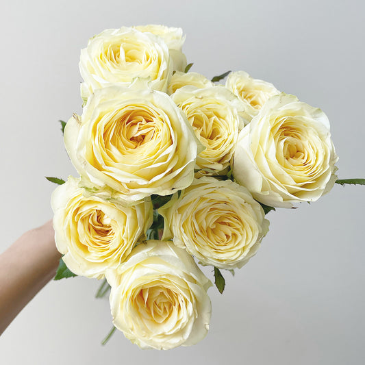 Signature Rose - Yellow